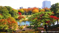 Nơi đẹp nhất để ngắm lá mùa thu ở Tokyo